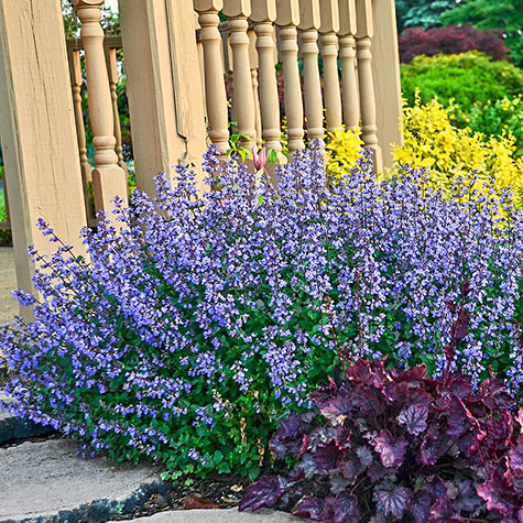 Purrsian Blue Catmint Deer Resistant Plants From Gurney S