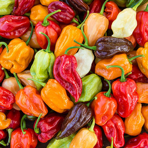 Flamethrower Hybrid Pepper: Habanero Seeds & Plants: Gurney 's