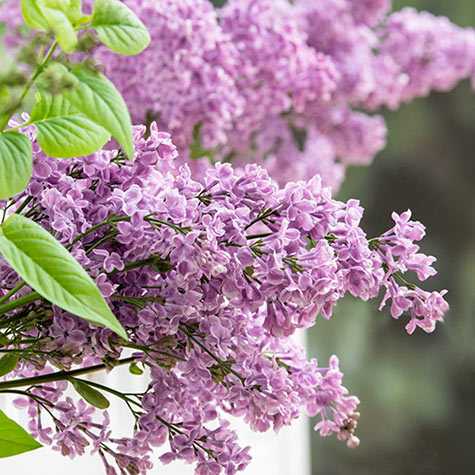 Rosie Beach Party Lilac | Gurney's Seed & Nursery Co.