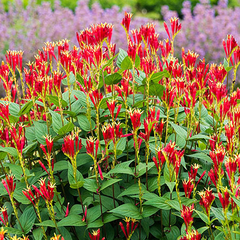 Little Redhead Indian Pink | Plants for Sale from Gurney's