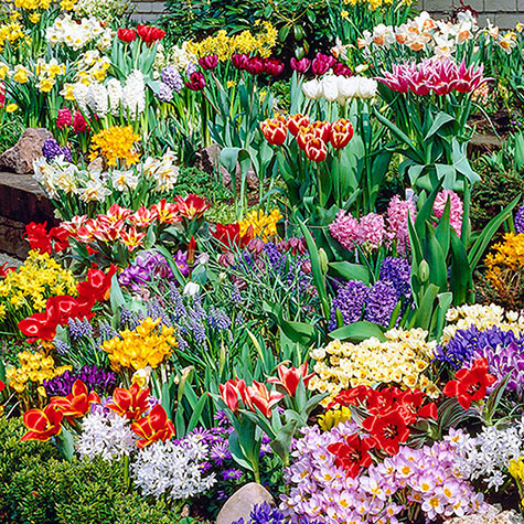 Spring Bulb Garden Collection | Gurney's Seed & Nursery Co.