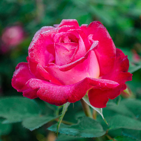 Dick Clark Grandiflora Rose | Gurney's Seed & Nursery Co.