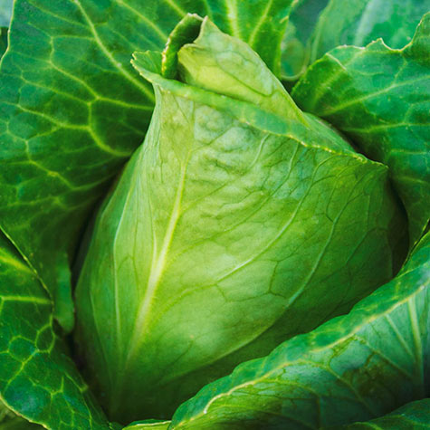 95527 1/87 Cabbage & Lettuce Plants