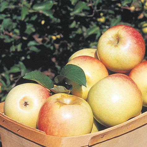 McIntosh Apple Tree  Gurneys Seed & Nursery Co.