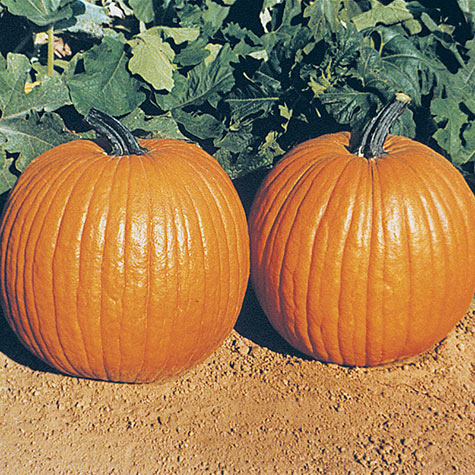 Gurney's Giant Magic Hybrid Pumpkin | Gurney's Seed & Nursery