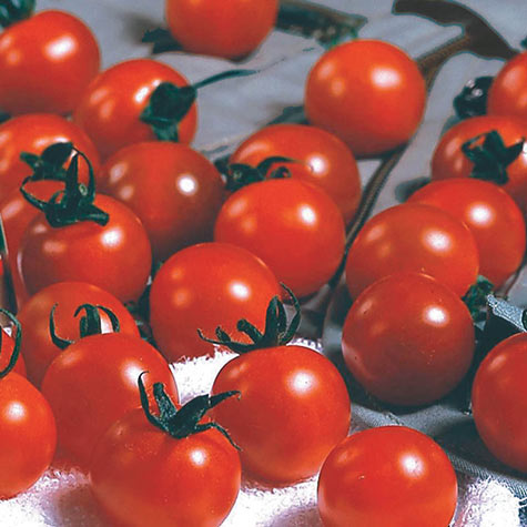Master Gardener Tomato Black Cherry 75 Seeds Free Postage 