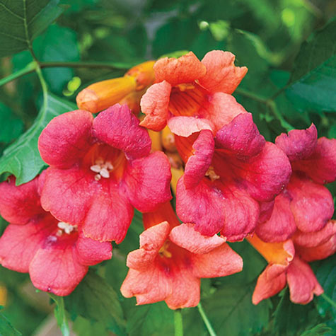 Flamenco Trumpet Vine for Sale | Gurney's Seed & Nursery Co.