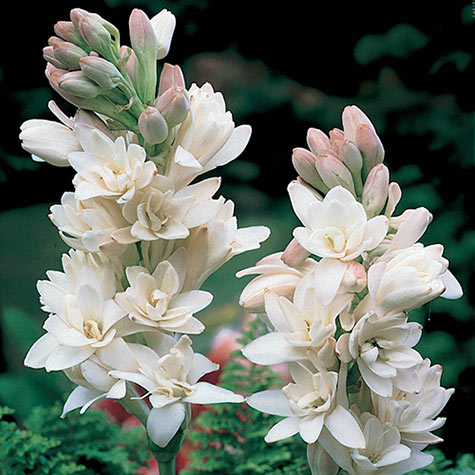 The Pearl Double Tuberose: Summer Bulbs from Gurneys