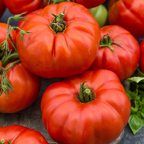 How to Grow Beefsteak Tomatoes 