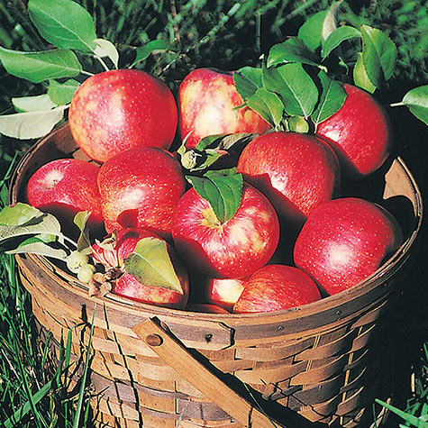 APPHON34#KIW  Honeycrisp Apple (34#) - Pacific Coast Fruit Co.