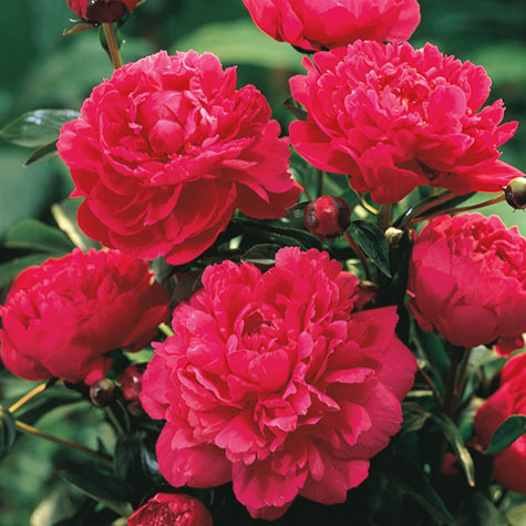 Kansas Peony | Gurney's Seed & Nursery Co.