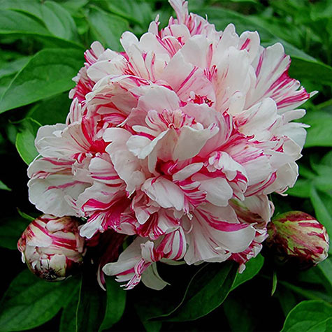 Kirinmaru Peony Deer Resistant Perennials From Gurneys