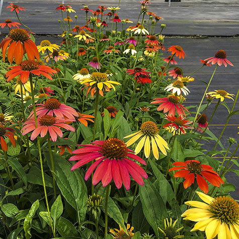 Cheyenne Spirit Coneflower | Gurney's Seed & Nursery Co.