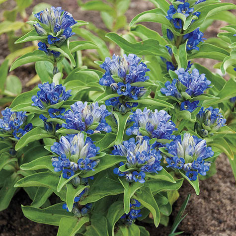 Blue Cross Gentian | Gurney’s Seed & Nursery Co.