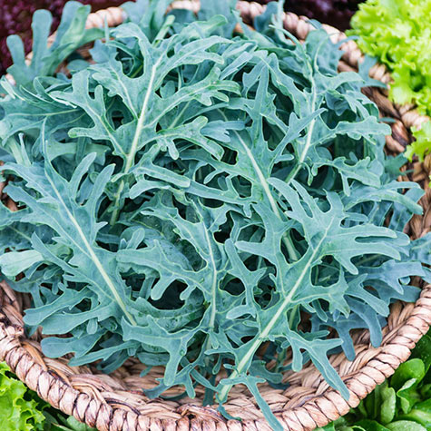 Jagallo Nero Kale | Gurney’s Seed & Nursery Co.