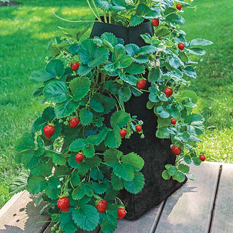 Grow Tub Strawberry Tower Planters For Gurney S Seed Nursery Co - Strawberry Tower Garden Diy