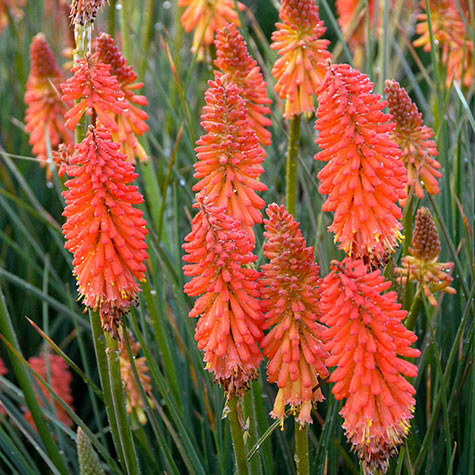 Poker Face Kniphofia 