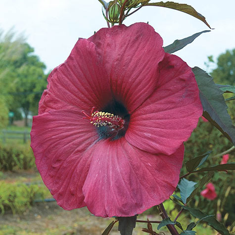 White Mixed Colors 15 Seeds red Easy to Grow Perennial Hardy Hibiscus