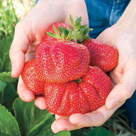 Cabot Strawberry | Gurney's Seed & Nursery Co.