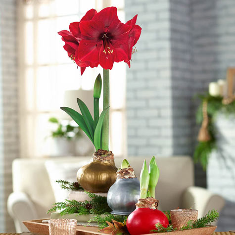 Gold medal single 2025 amaryllis flower bulbs