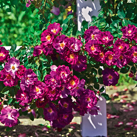 Stormy Weather Climbing Rose | Gurney's Seed & Nursery Co.