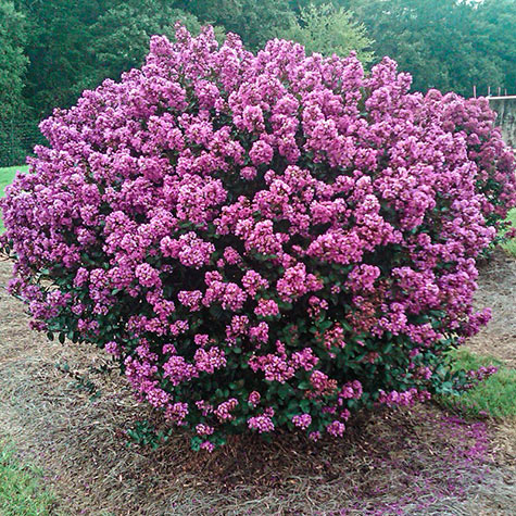 Enduring Summer Reblooming Crape Myrtle In Lavender