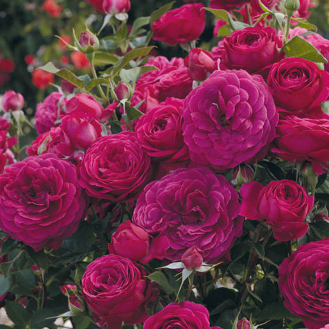 Celestial Night™ Floribunda Rose | Gurney's Seed & Nursery Co.