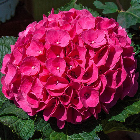 Glowing Embers Hydrangea: Flowering Shrubs from Gurneys