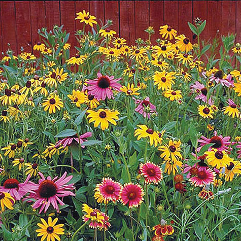 500+ SEEDS PARTIAL SHADE WILDFLOWER SEED MIX 22 Species of Wildflower Seeds !