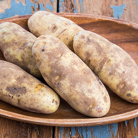 Burbank Russett Potato | Gurney's Seed & Nursery Co.