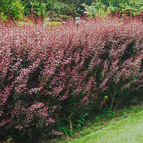 Rose Glow Barberry: Shrubs from Gurney's