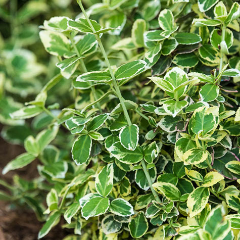 Emerald Gaiety Euonymus | Ground Covers from Gurney's