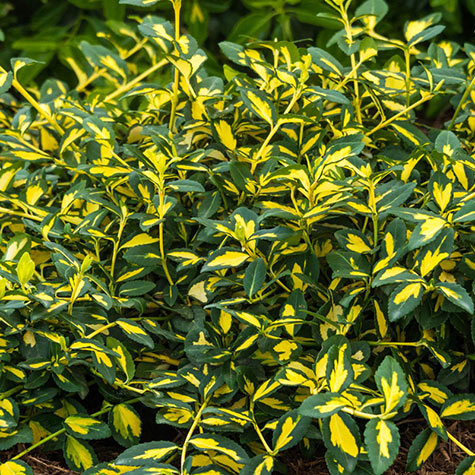 Moonshadow Euonymus | Gurney's Seed & Nursery Co.