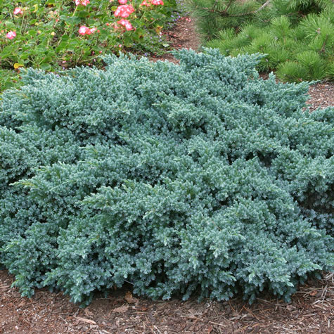 Juniper Blue Star | Gurney's Seed & Nursery Co.