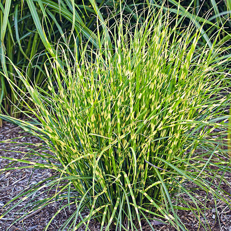 Dwarf Bandwidth Miscanthus | Gurney's Seed & Nursery Co.