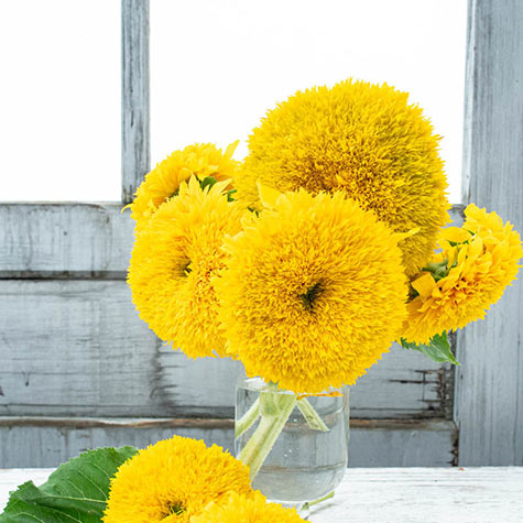 teddy bear sunflower bouquet