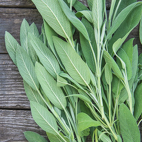 Sage Herb — Plant | Gurney's Seed & Nursery Co.