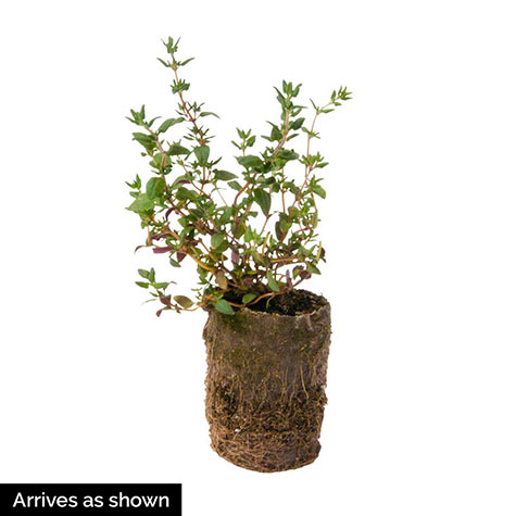 German Winter Thyme Herb — Plant