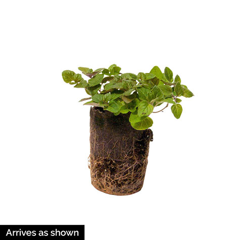Oregano Herb — Plant