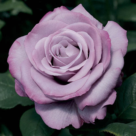 Neptune™ Hybrid Tea Rose | Gurney's Seed & Nursery Co.