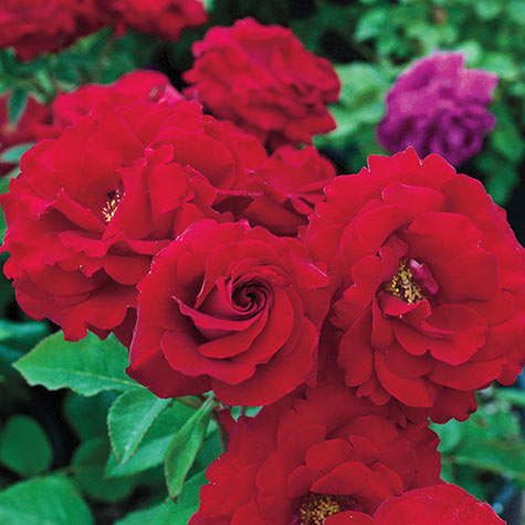 Oh My! Floribunda Rose: Jumbo Bareroot Roses from Gurneys