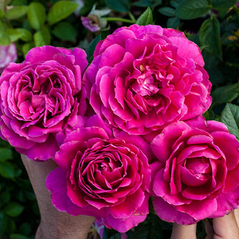 Pretty Lady Rose Hybrid Tea Rose: Jumbo Bareroot Roses
