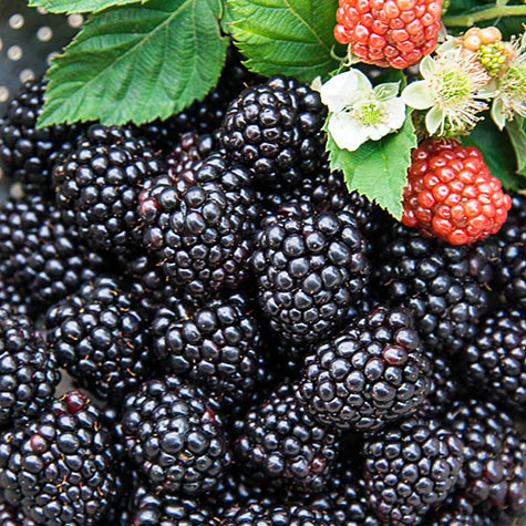best black raspberry plants
