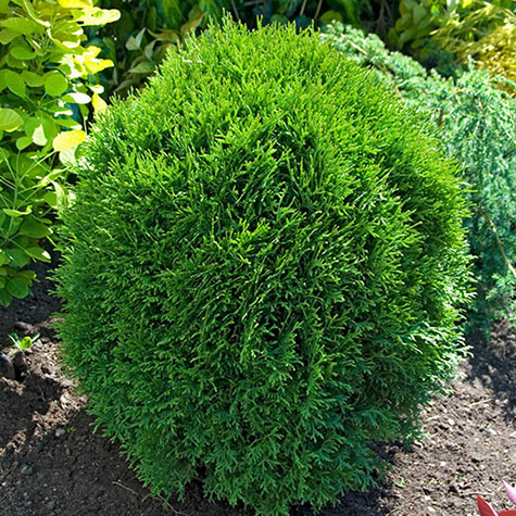 Shop Little Giant Arborvitae - Buy Thuja Little Giant | Gurney's