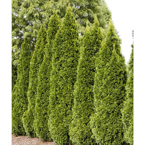 Emerald Green Arborvitae Hedges & Shrubs for Sale | Gurney's