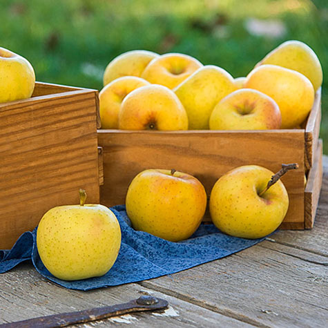 Crunch-A-Bunch Apple Tree | Gurney's Seed & Nursery Co.