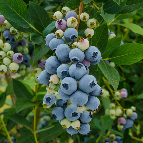 Misty Southern Highbush Blueberry | Gurney's Seed & Nursery Co.