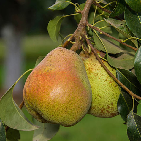 Comice pear: growing, plant care & taste - Plantura