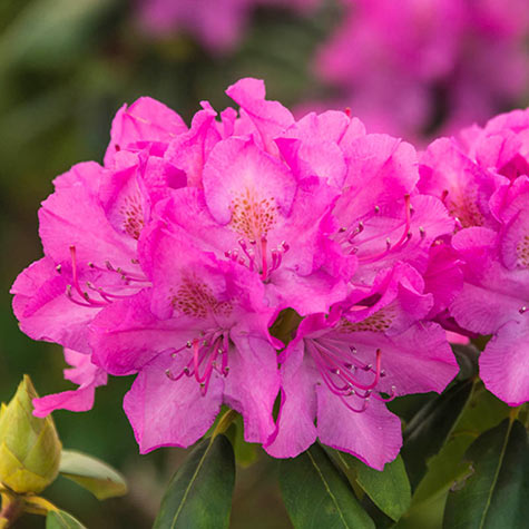 English Roseum Rhododendron | Gurney's Seed & Nursery Co.