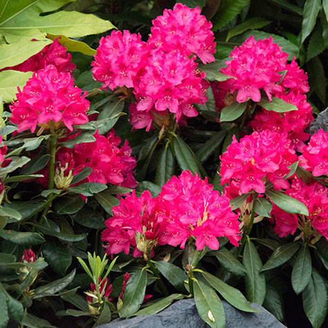 Nova Zembla Rhododendron | Gurney's Seed & Nursery Co.